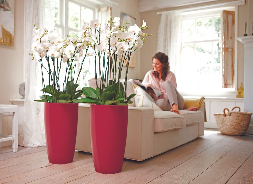 Brussels Diamond Rond Haut 32