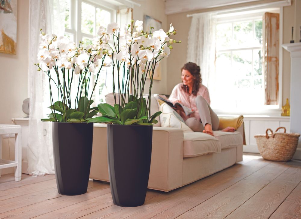 Brussels Diamond Rond Haut 32