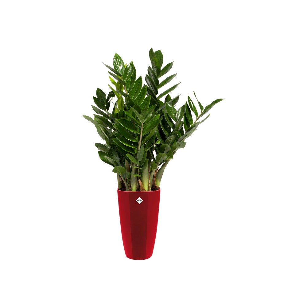 Brussels Diamond Rond Haut 32