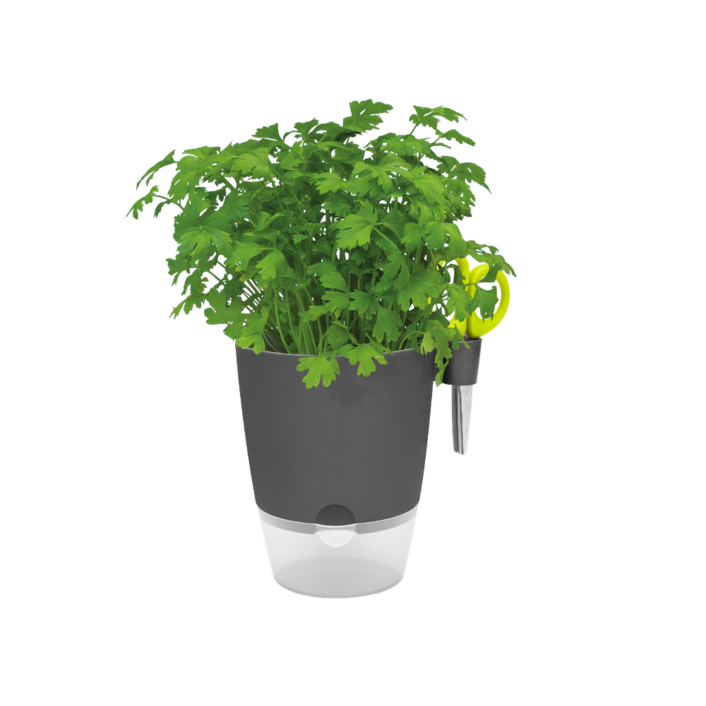 Brussels Herbes Allin1 13