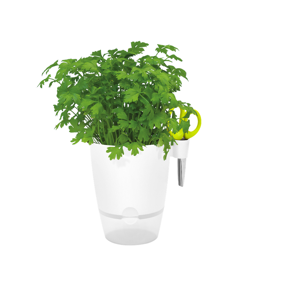 Brussels Herbes Allin1 13