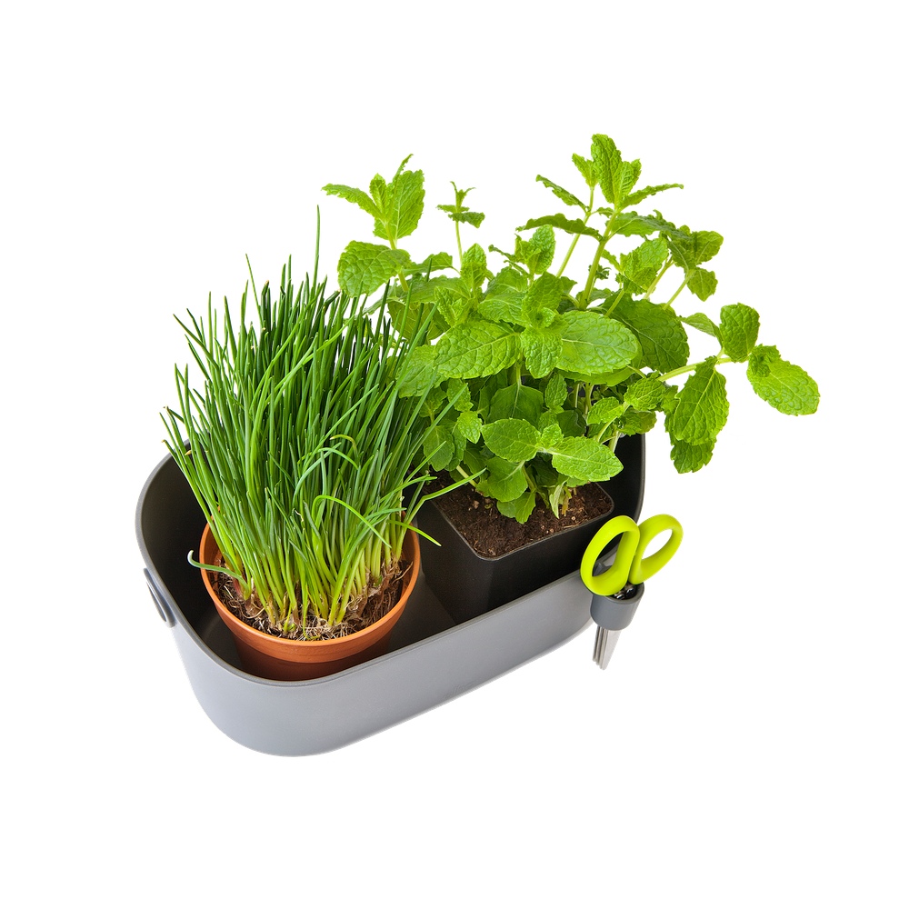 Brussels Herbes Station 30