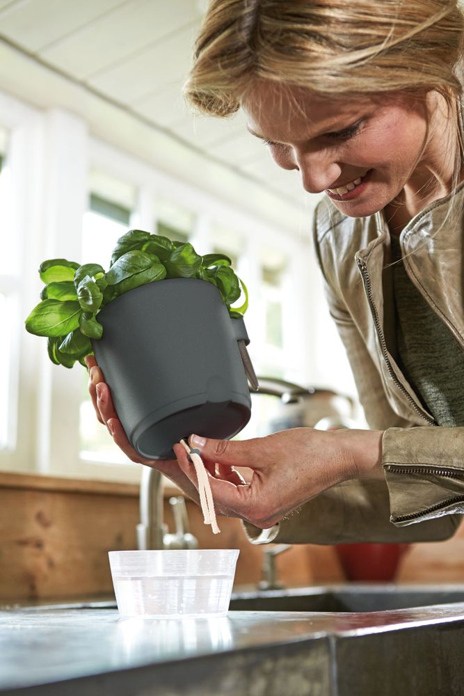 Brussels Herbes Allin1 13