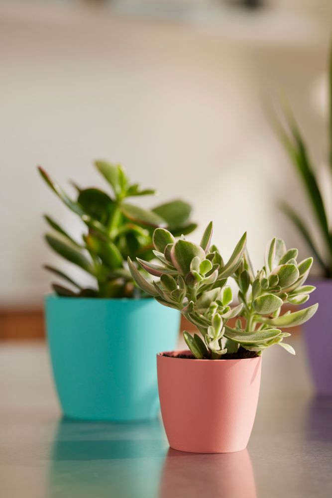 Brussels Rond Mini 12,5