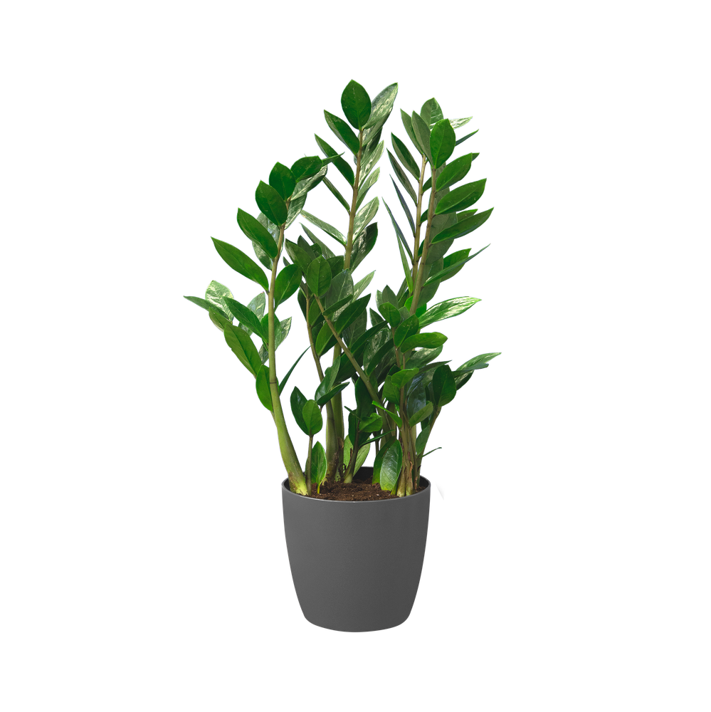 BNDL Brussels Ronde 25 X2