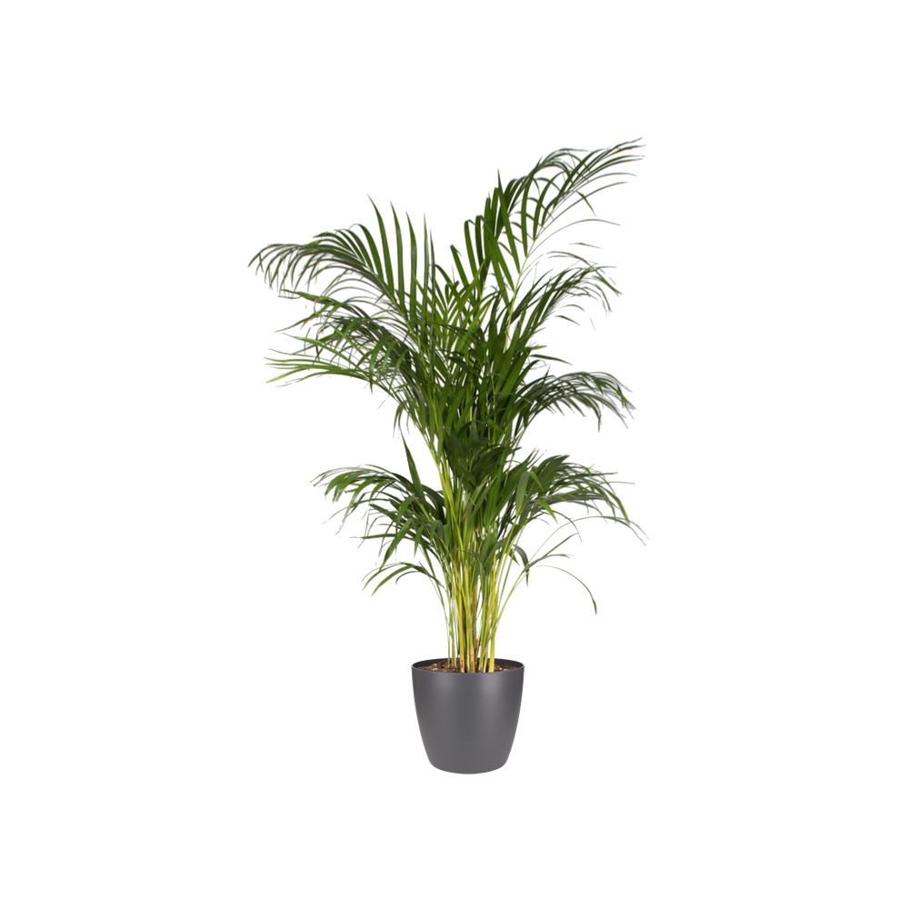 BNDL Brussels Ronde 25 X2