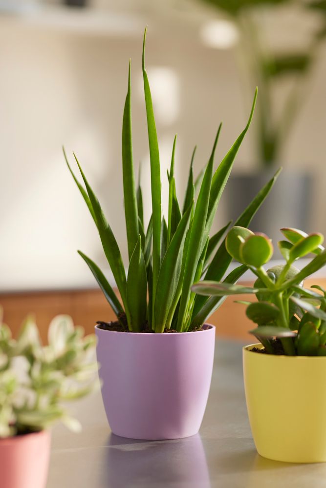 Brussels Rond Mini 12,5