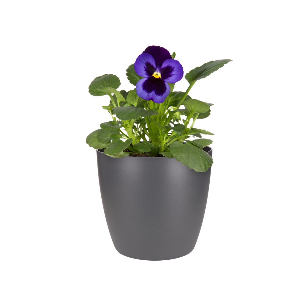 Brussels Rond Mini 10,5