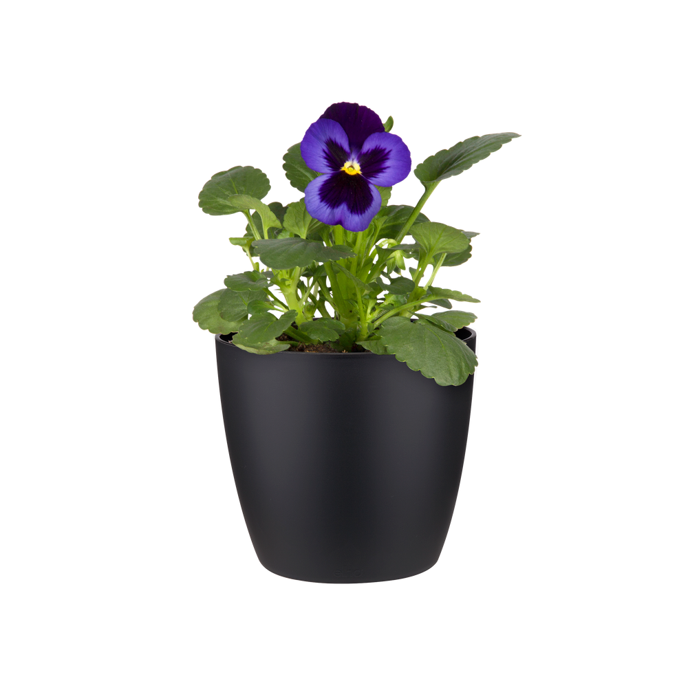 Brussels Rond Mini 10,5