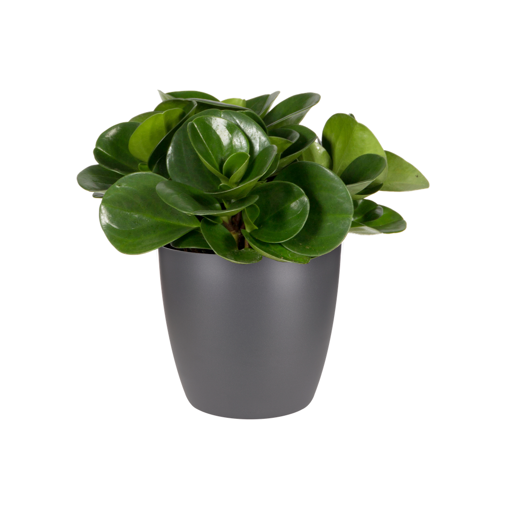 Brussels Rond Mini 12,5