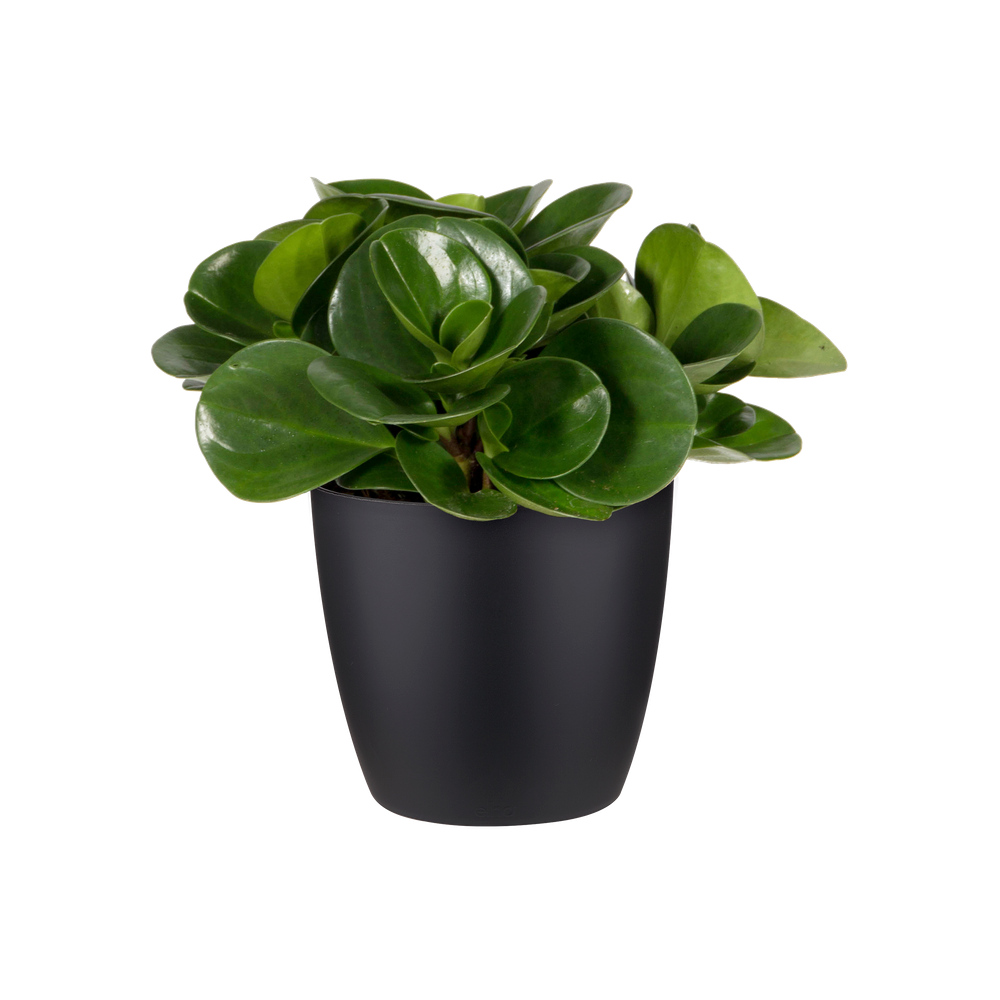 Brussels Rond Mini 12,5