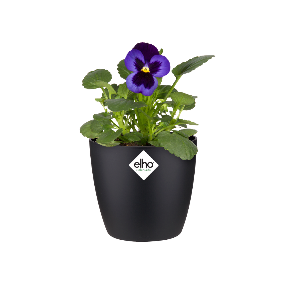 Brussels Rond Mini 7