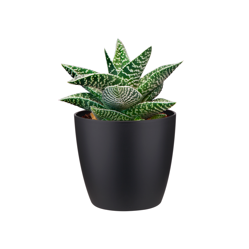 Brussels Rond Mini 9,5