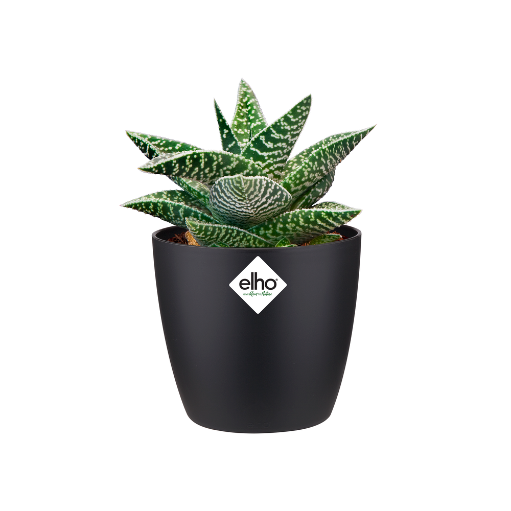 Brussels Rond Mini 9,5