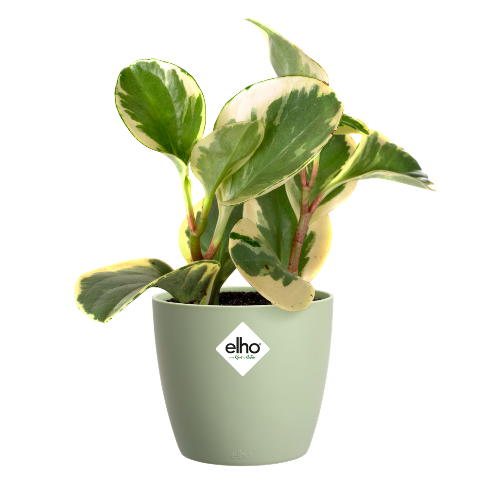 Brussels Rond Mini 10,5