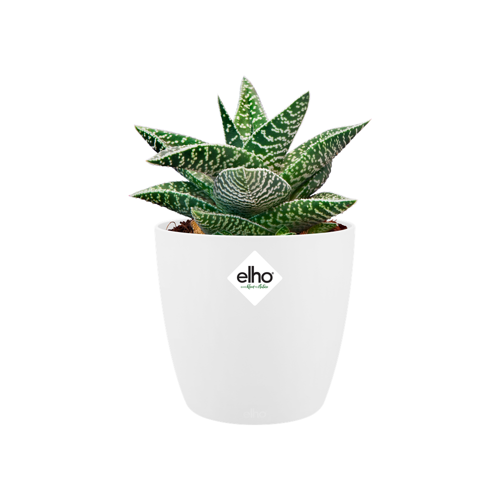 Brussels Rond Mini 10,5