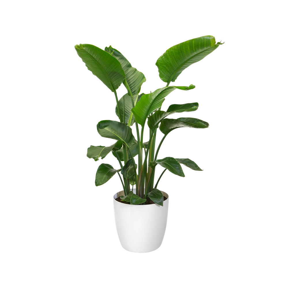 BNDL Brussels Rond Roues 35, 40