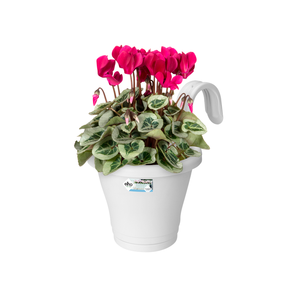 Corsica Facile À Accrocher Simple 20