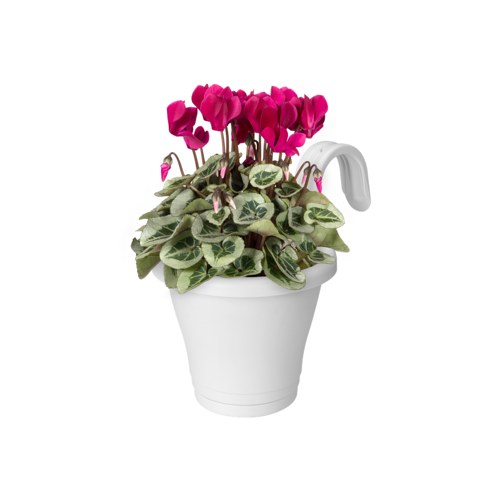 Corsica Facile À Accrocher Simple 20