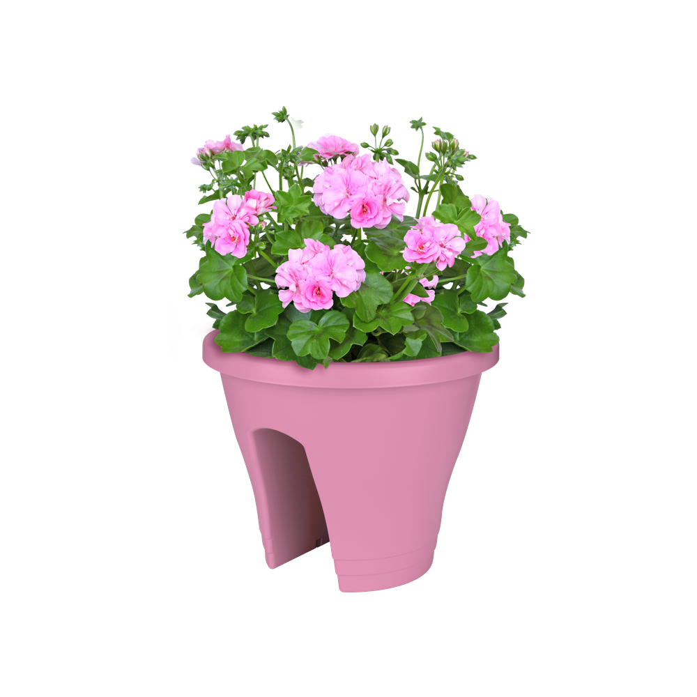 Corsica Flower Bridge 30