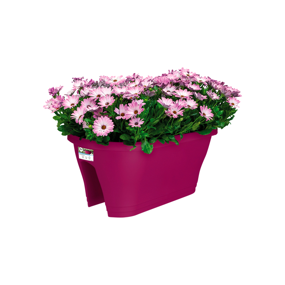 Corsica Flower Bridge 60