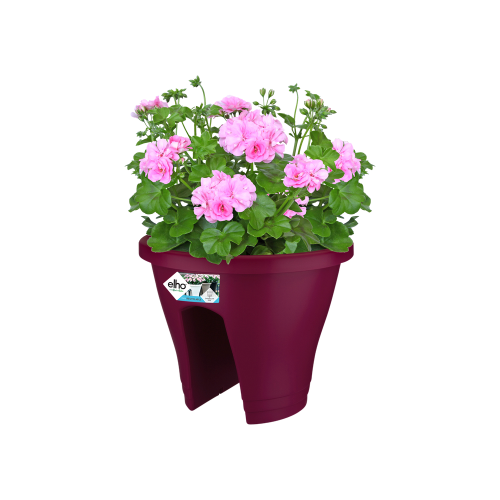 Corsica Flower Bridge 30