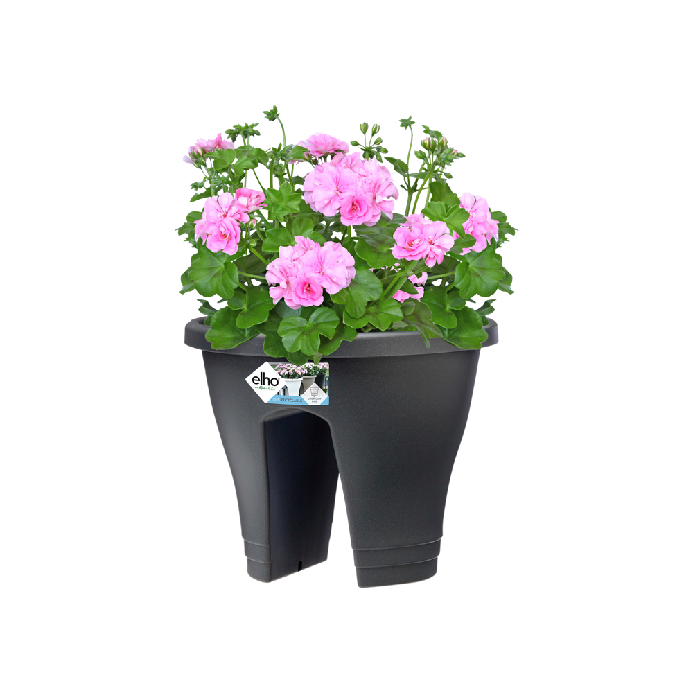 Corsica Flower Bridge 30