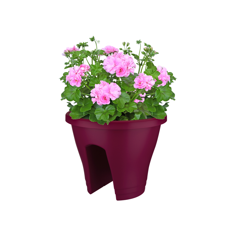 Corsica Flower Bridge 30