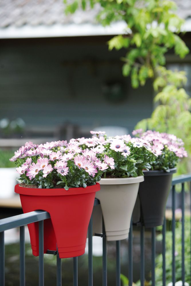 Corsica Flower Bridge 30