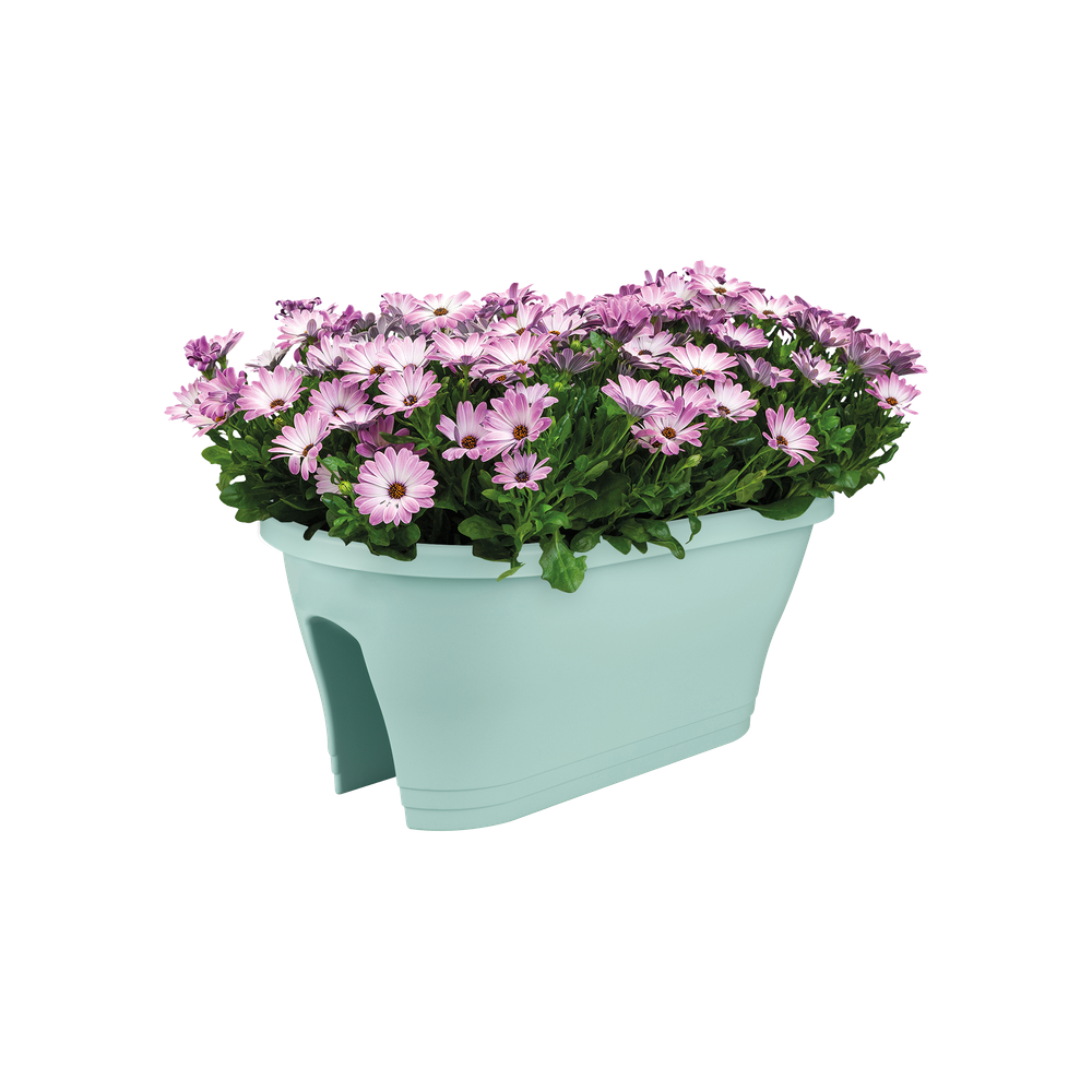 Corsica Flower Bridge 60