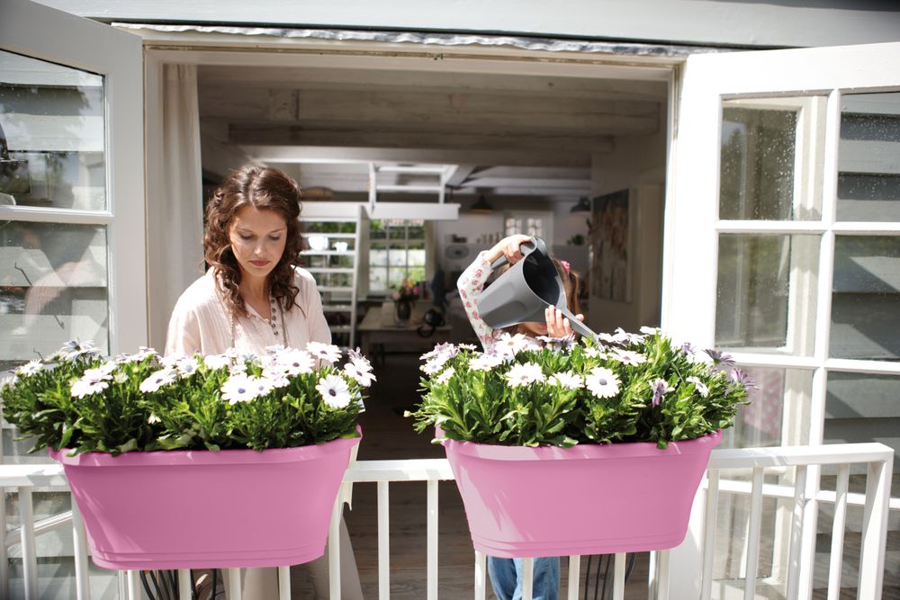 Corsica Flower Bridge 60