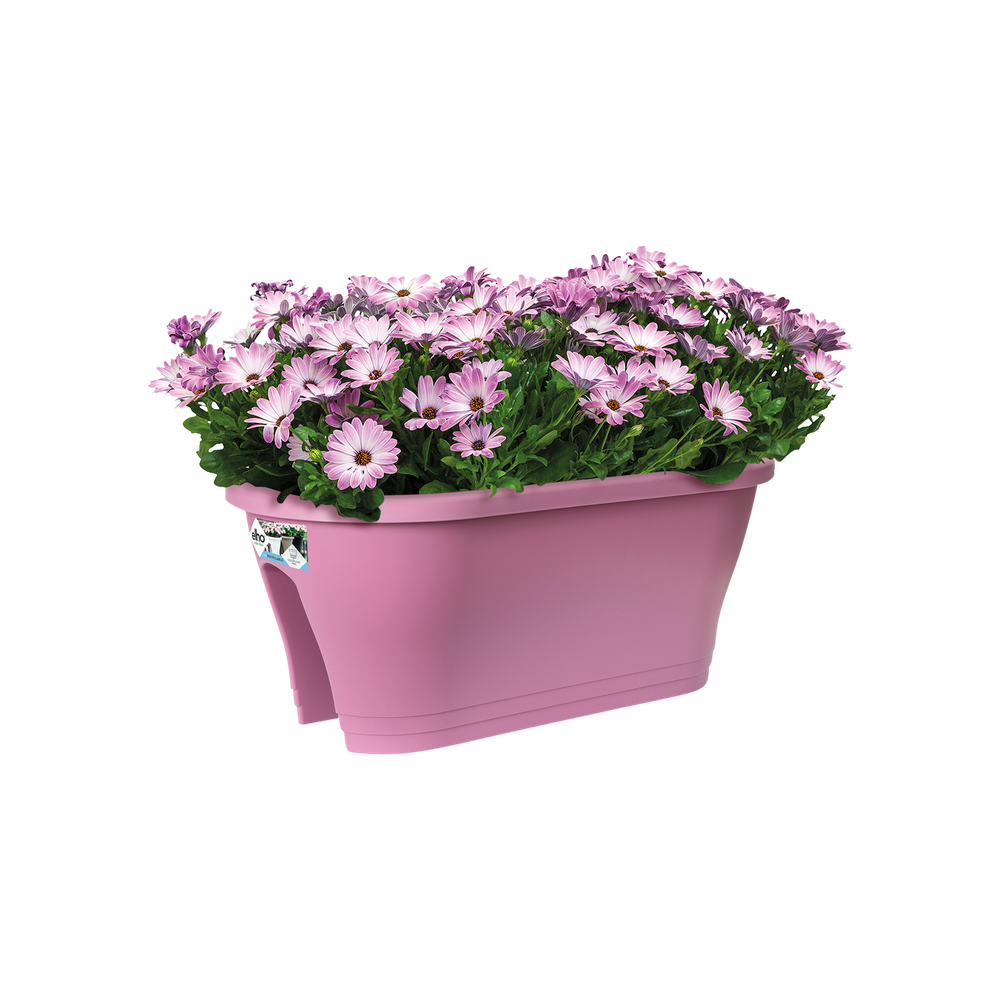 Corsica Flower Bridge 60