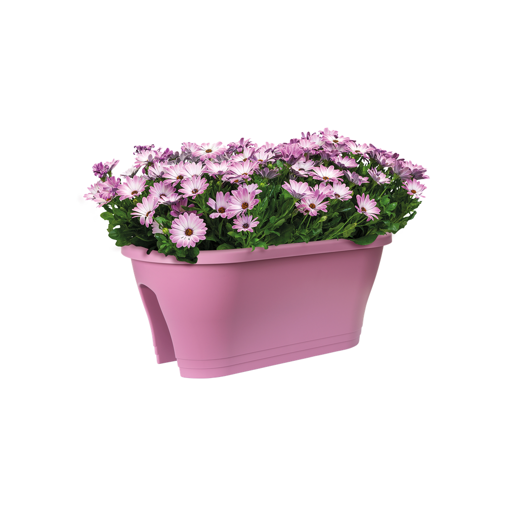 Corsica Flower Bridge 60