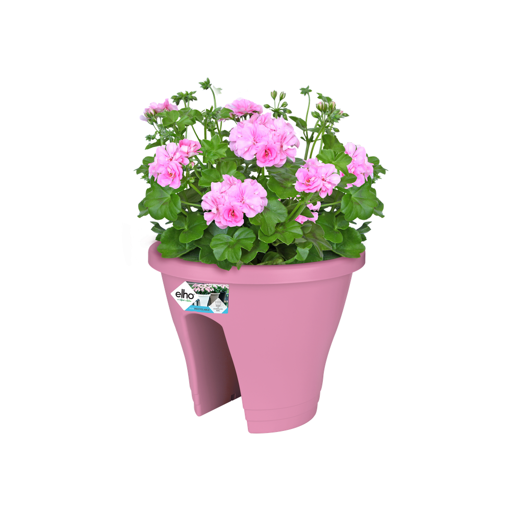 Corsica Flower Bridge 30