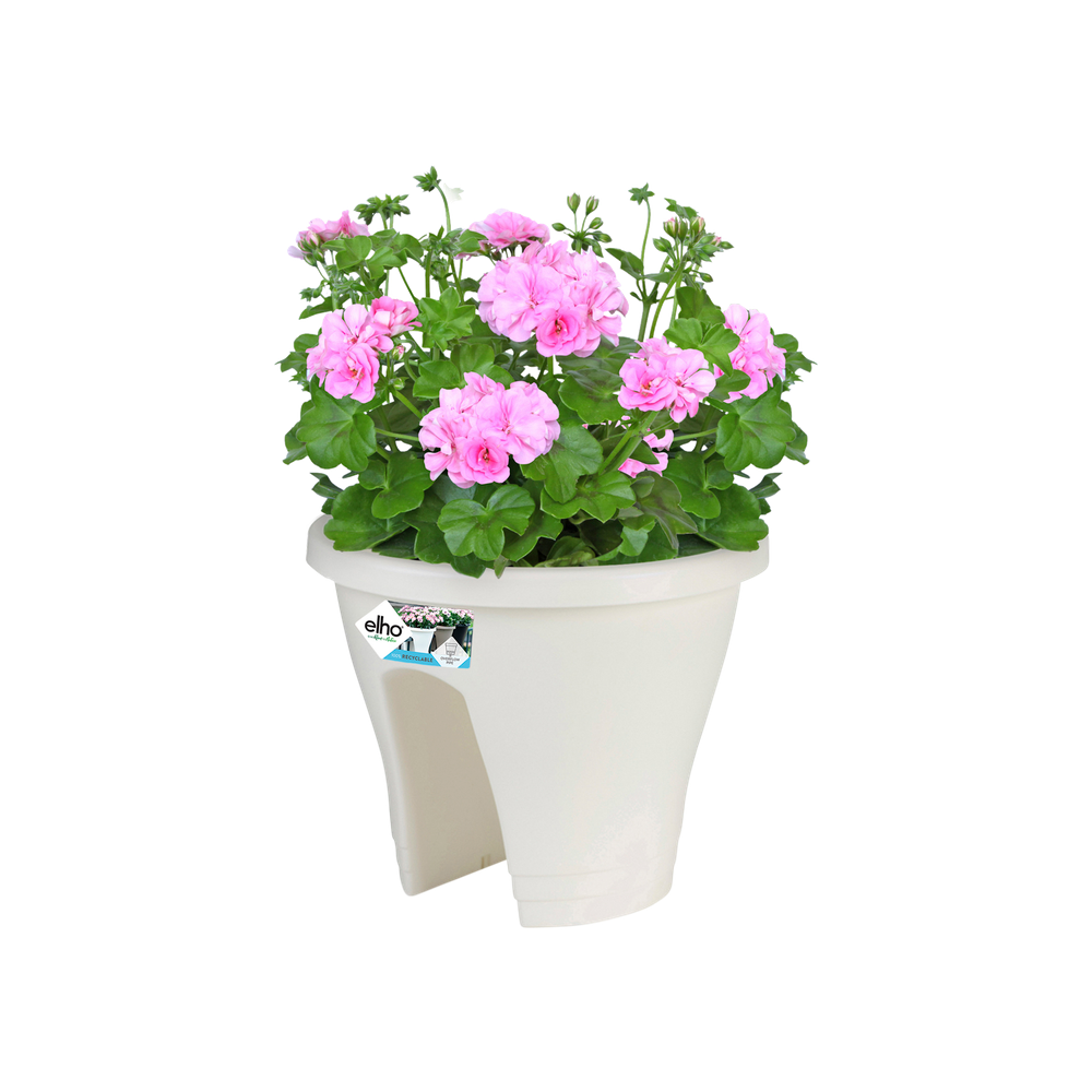 Corsica Flower Bridge 30