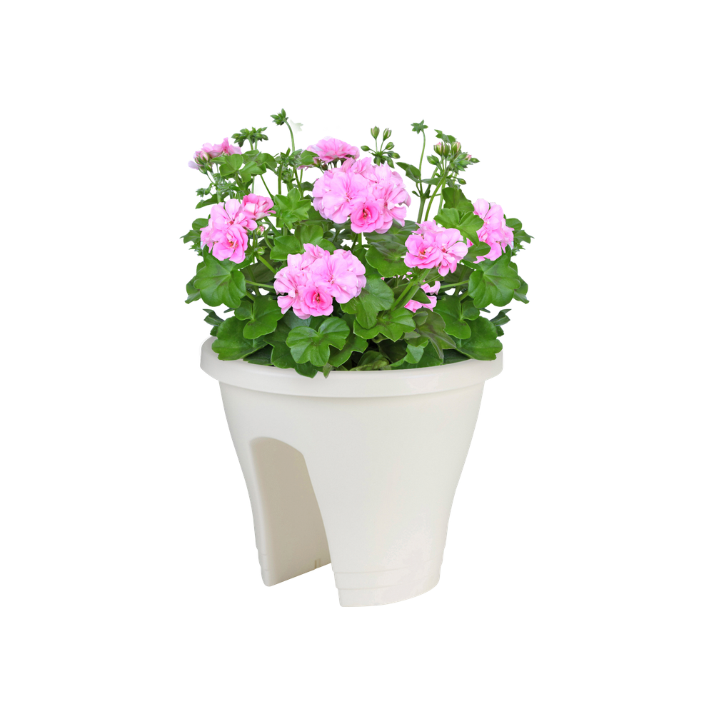 Corsica Flower Bridge 30