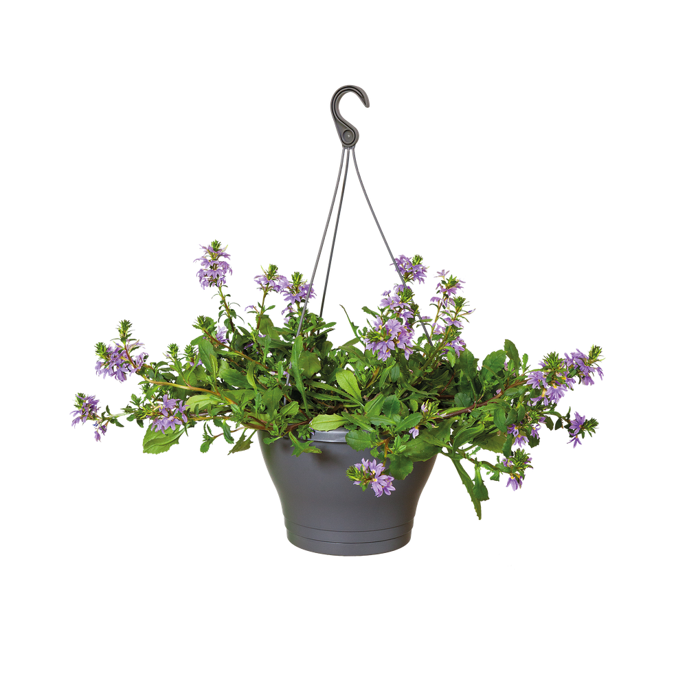 Corsica Suspension 30