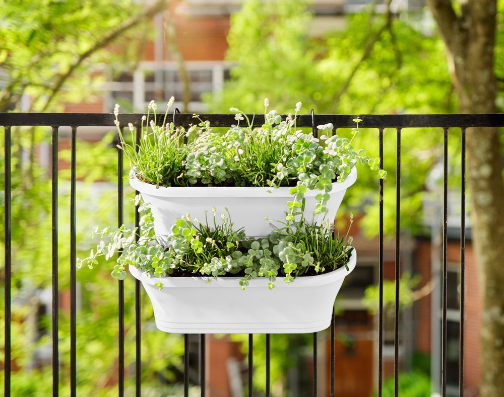 Corsica Vert Forest Large Set 2