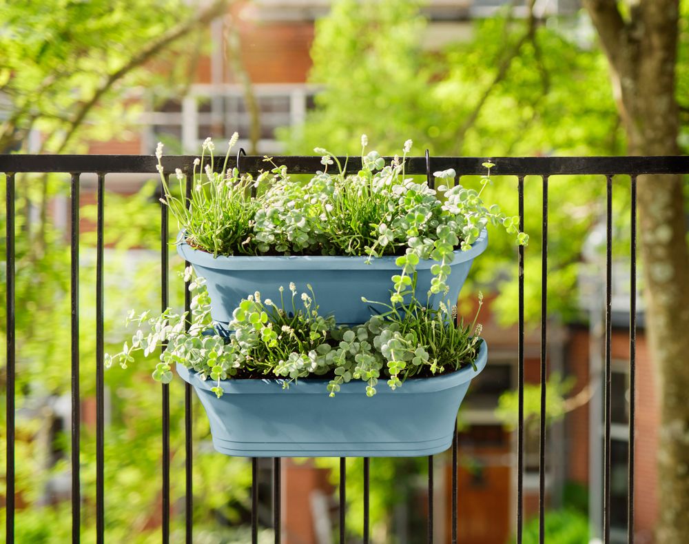 Corsica Vert Forest Large Set 2