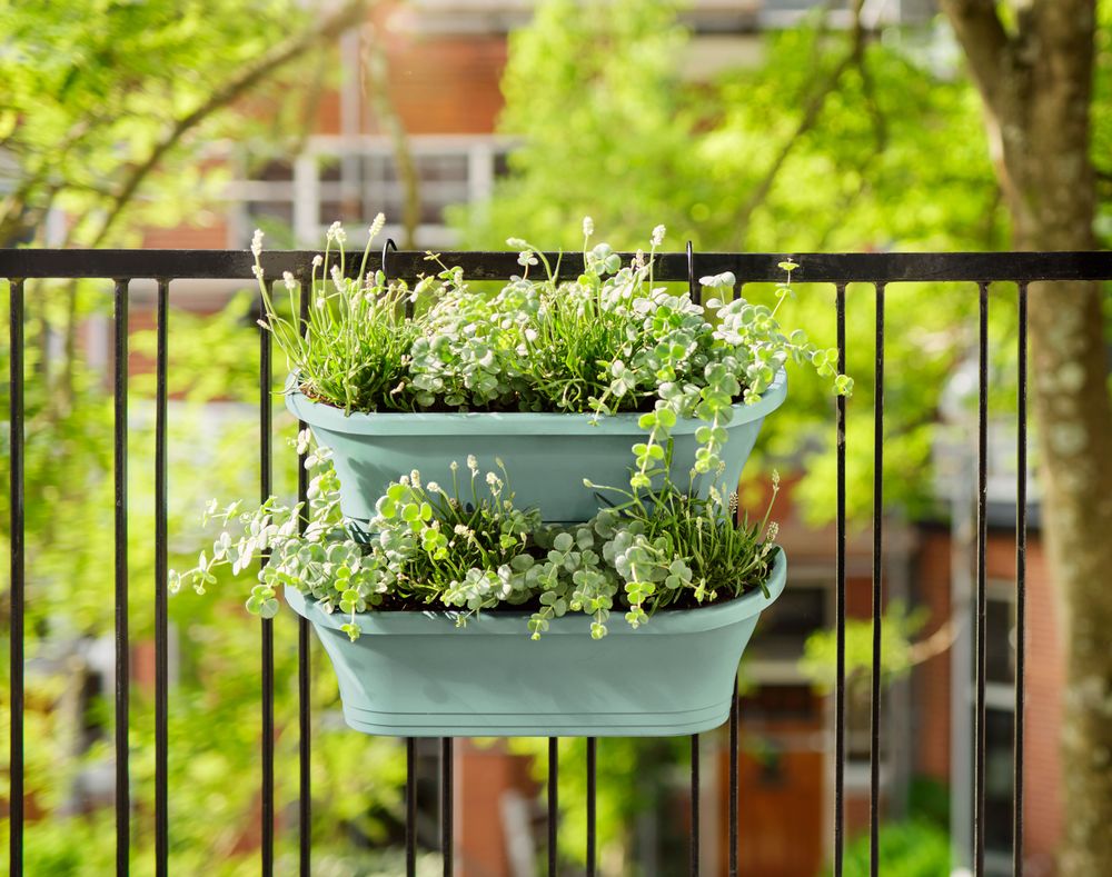 Corsica Vert Forest Large Set 2