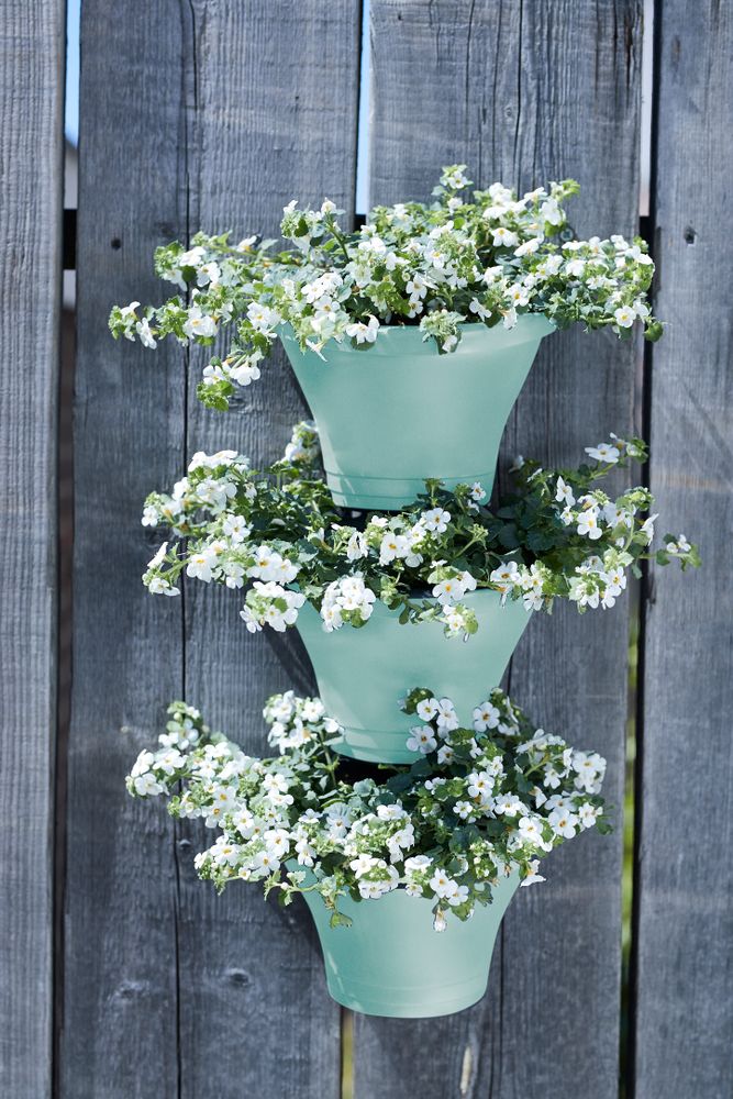 Corsica Forêt Vertical 24 Set/3