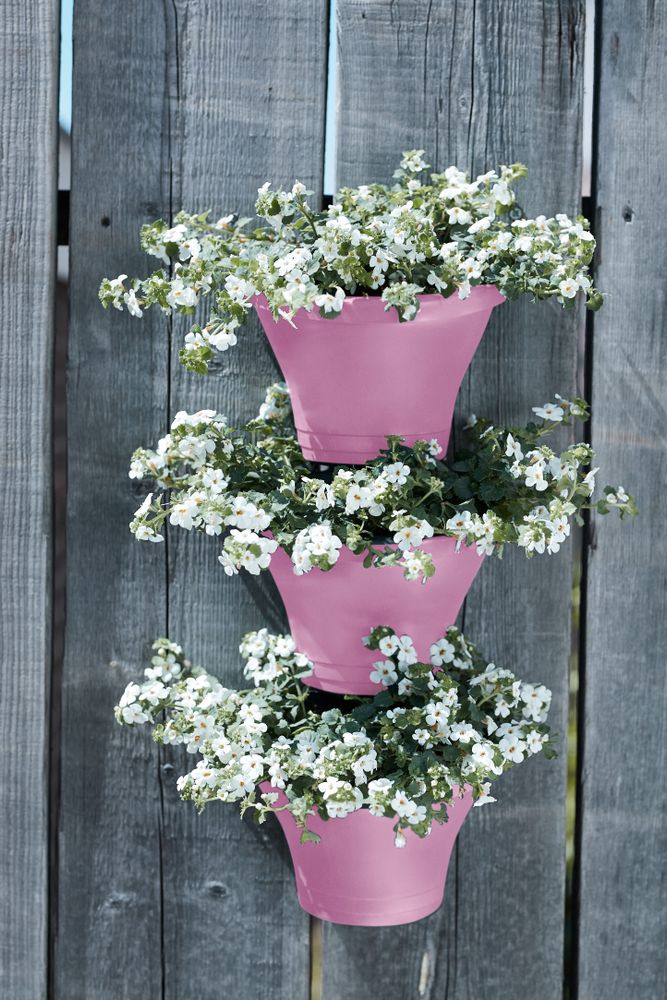 Corsica Forêt Vertical 24 Set/3