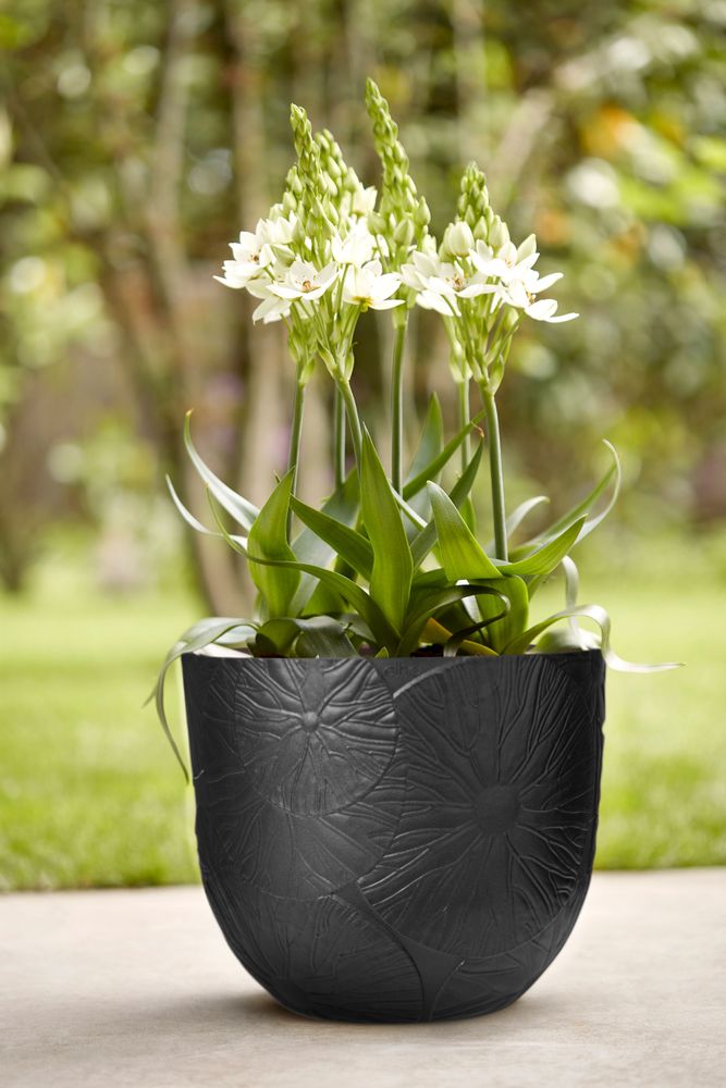 Fuente Lily Rond 38