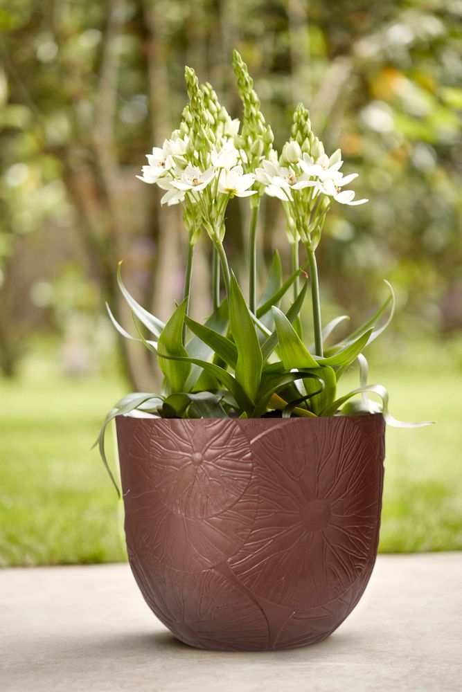 Fuente Lily Rond 38