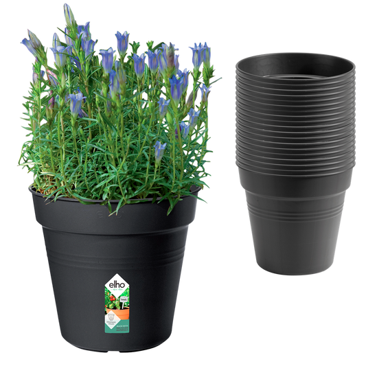 BNDL Gb Pot Culture 15 X 20