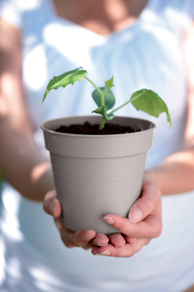 Green Basics Pot De Culture 30