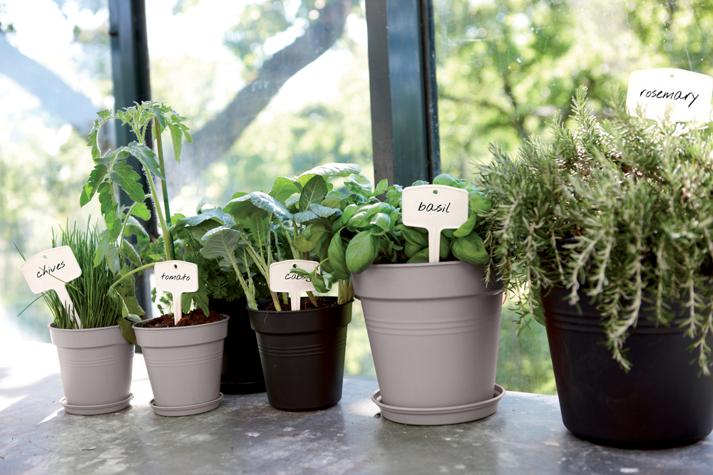 Green Basics Pot De Culture 17