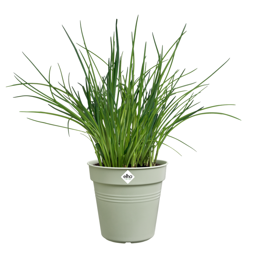 Green Basics Pot De Culture 15