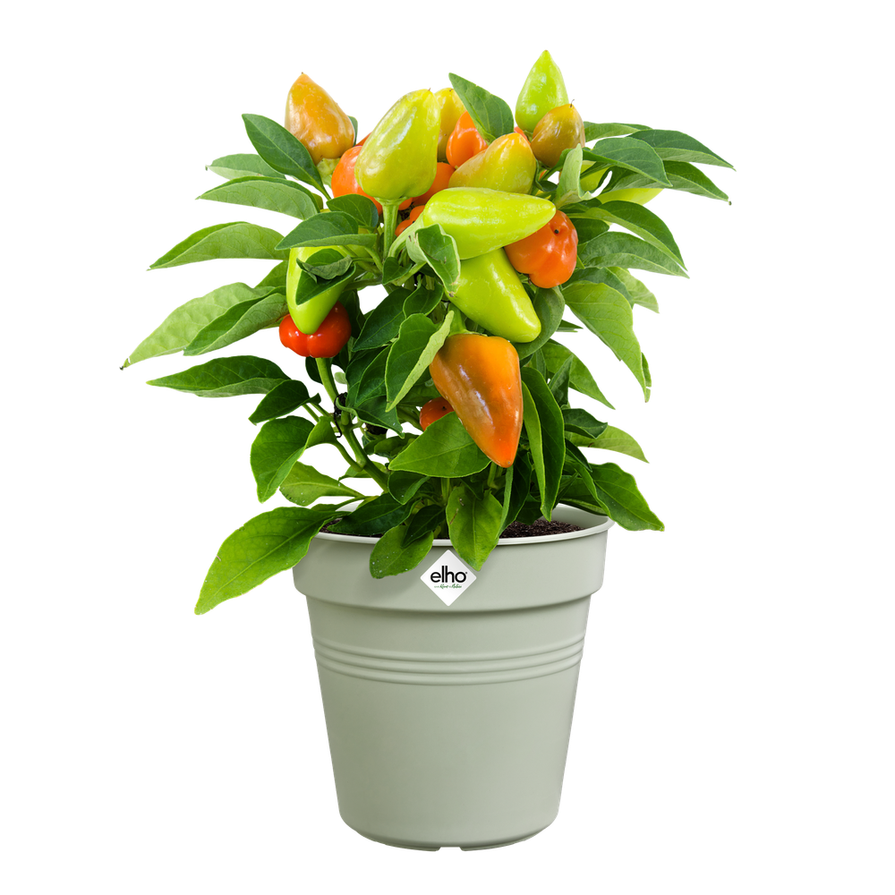 Green Basics Pot De Culture 17