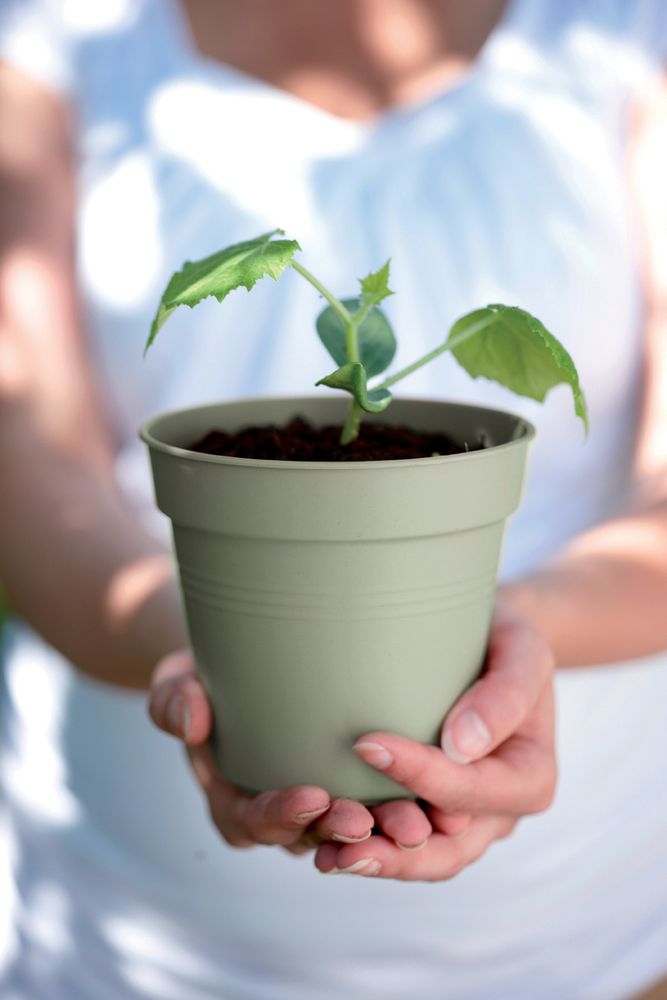 Green Basics Pot De Culture 13